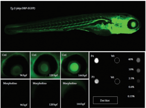 albumin ortholog, zebrafish, disease week