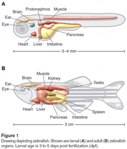 Zebrafish Model Organism, zebrafish chart, figure 1 of zebrafish
