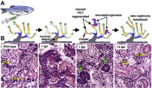 Zebrafish Model Organism, disease week, figure a and b