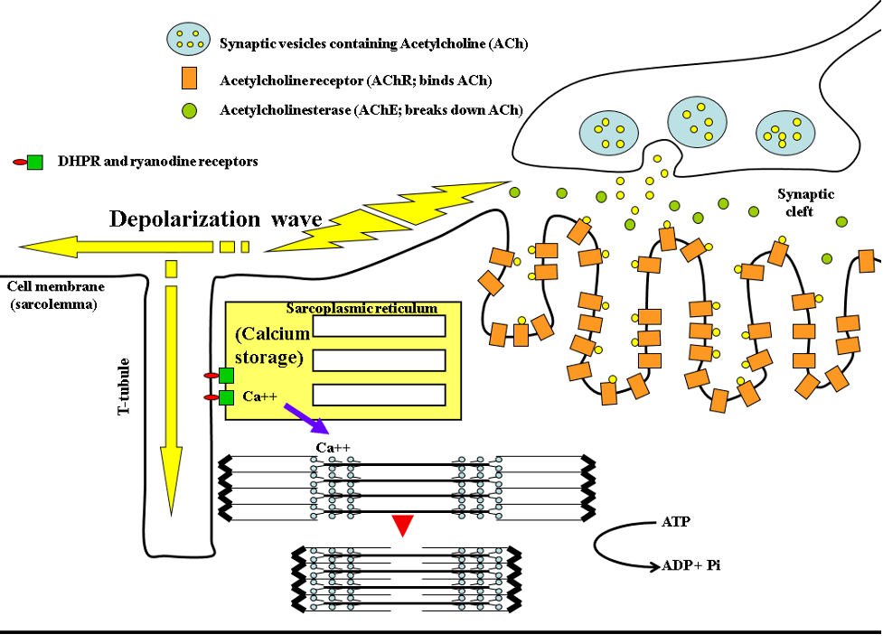 Neuromuscular Junction Diagram