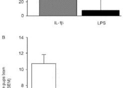 Length of gestation and viable pups born