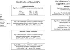Summary of brain eGWAS and human disease associations