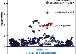 Regional association plot for the SORL1 region on chromosome 11 in the three-stage design