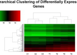 Hierarchical clustering analysis of genes differentially expressed under elevated 5-HT conditions in MK cells