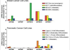Comparison of steady-state mRNA levels for UGT2B isoforms in breast and pancreatic cancer cells lines measured using qPCR