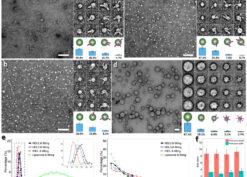 Negative-staining electron micrographs of HDL subclasses and liposome incubation with CETP by optimized negative-staining (OpNS)