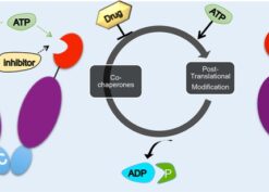 Hsp90 chaperone cycle