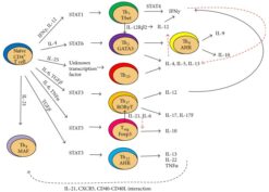 Cross talk between CD4+ T cell subsets mediated by effector cytokines