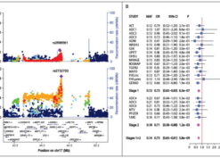 Association of AD with SNPs in chromosome 17q21.31 in the combined stage 1 and stage 2 samples