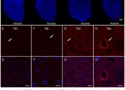 Effects of HIV-1 Tat expression on the penetration of horseradish peroxidase