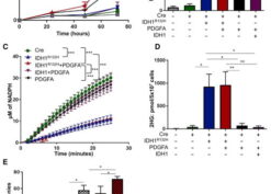 IDH1R132H Promotes Growth of Immortal Astrocytes, Consumes NADPH, and Increases 2-HG Levels