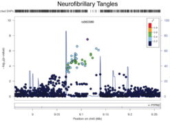 Regional association plot for PTPRD and Neurofibrillary Tangles