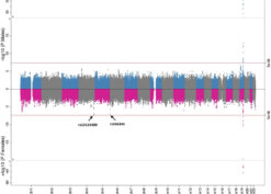 Sex-Stratified Genome-Wide Association Results for CSF Aβ42