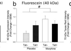 Effects of HIV-1 Tat and morphine on BBB leakiness after 14-day Tat induction
