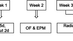 Time course of behavioral testing
