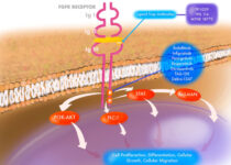 FGFR receptor and signaling with targets of FGFR inhibitors
