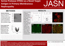 Serine Protease HTRA1 as a Novel Target Antigen in Primary Membranous Nephropathy