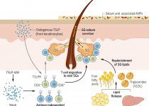 Thymic stromal lymphopoietin induces adipose loss through sebum hypersecretion