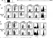 SLP-76 is necessary for optimal NK-cell function and proliferation downstream of Ly49D stimulation