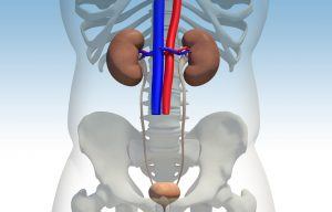 kidneys, chronic kidney disease image