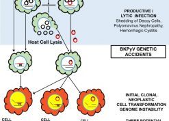 BKPyV in health and disease.