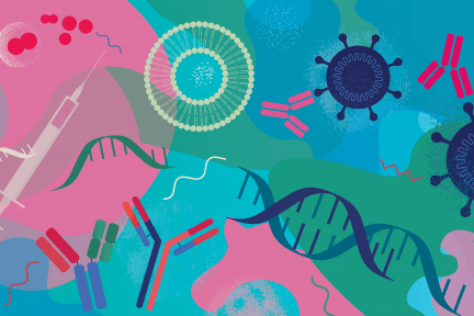 illustration to represent patient information sheet a guide to kidney biopsy