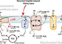 Persistent increase in mitochondrial superoxide mediates cisplatin-induced chronic kidney disease