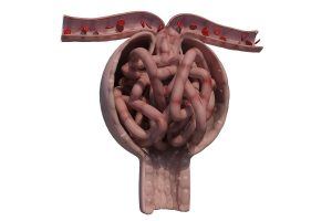 glomerulus in the kidneys