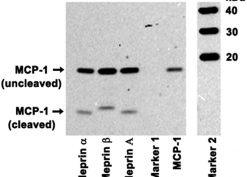 Cleavage of mouse CCL2/MCP-1 by meprins