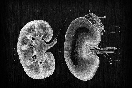 The Kidneys and How They Work illustration