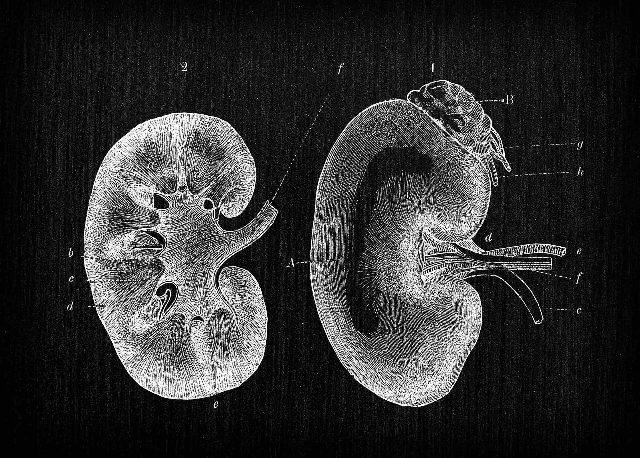 The Kidneys and How They Work illustration