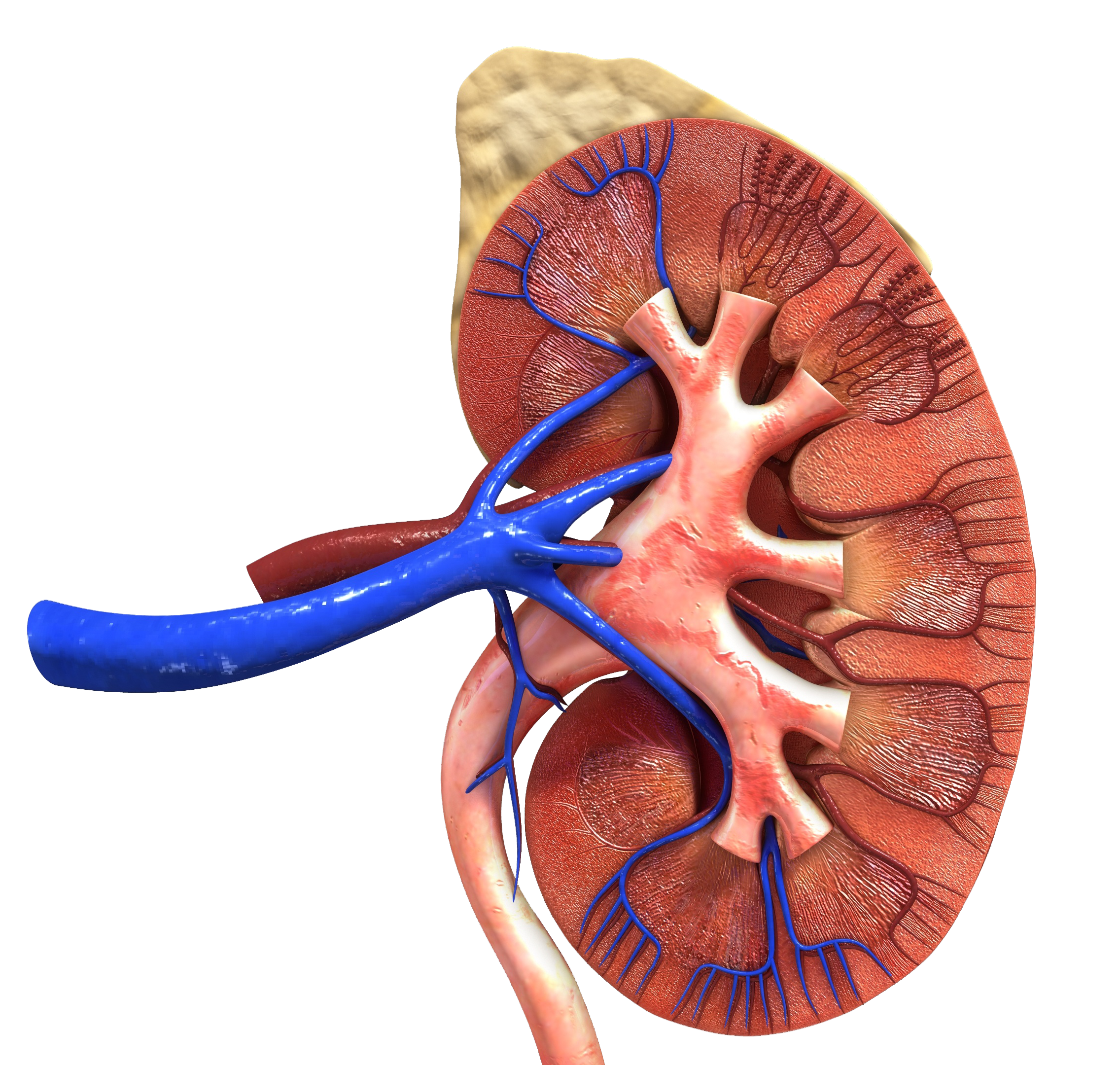 animated illustration of a kidney