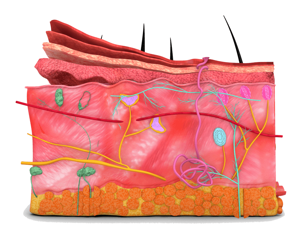 animated image of the layers of skin