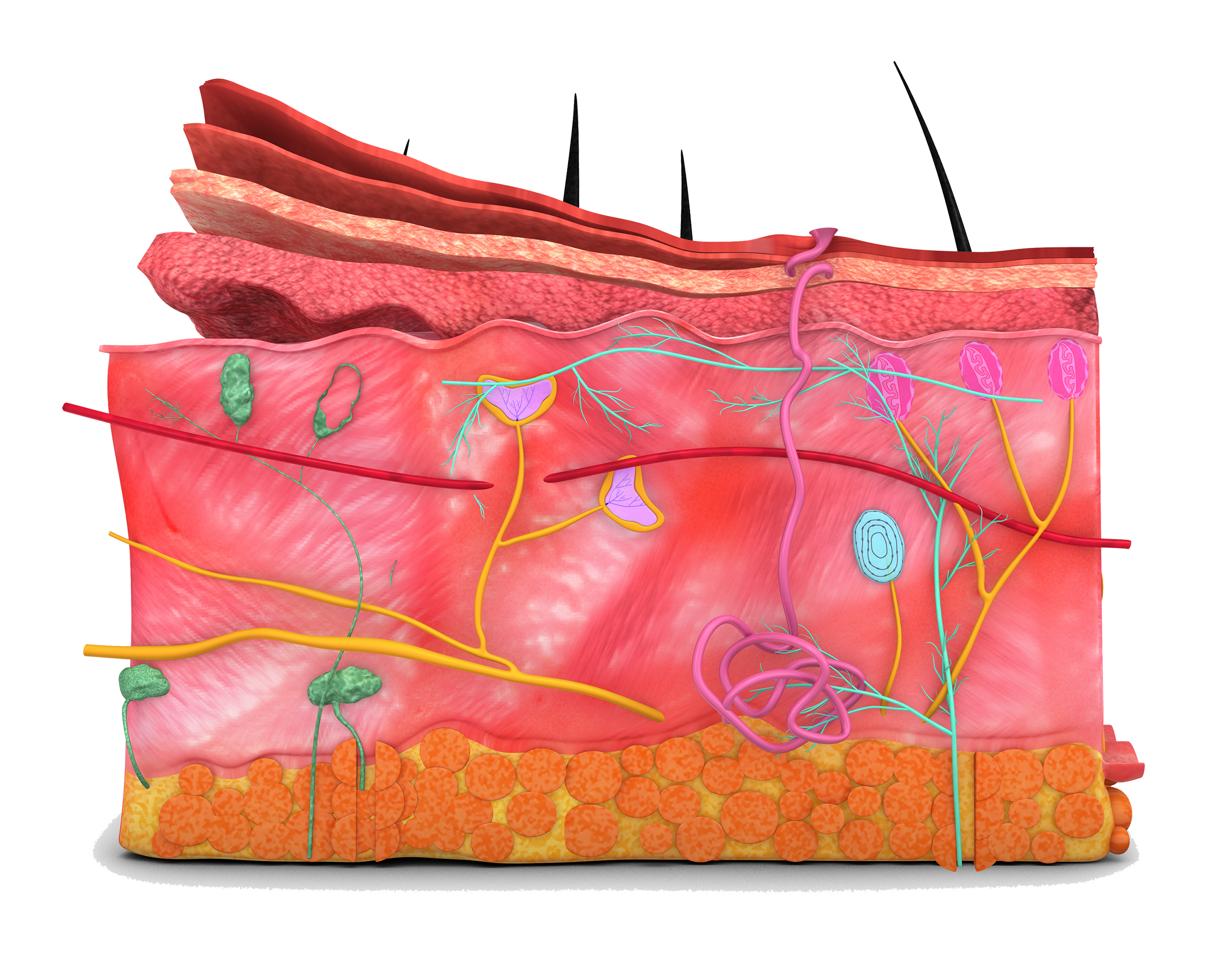 animated image of the layers of skin