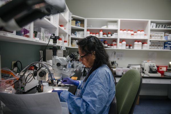 neuro lab member processing muscle and nerve biopsy