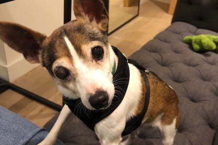 Meet Spike, Arkanaines, arkana laboratories