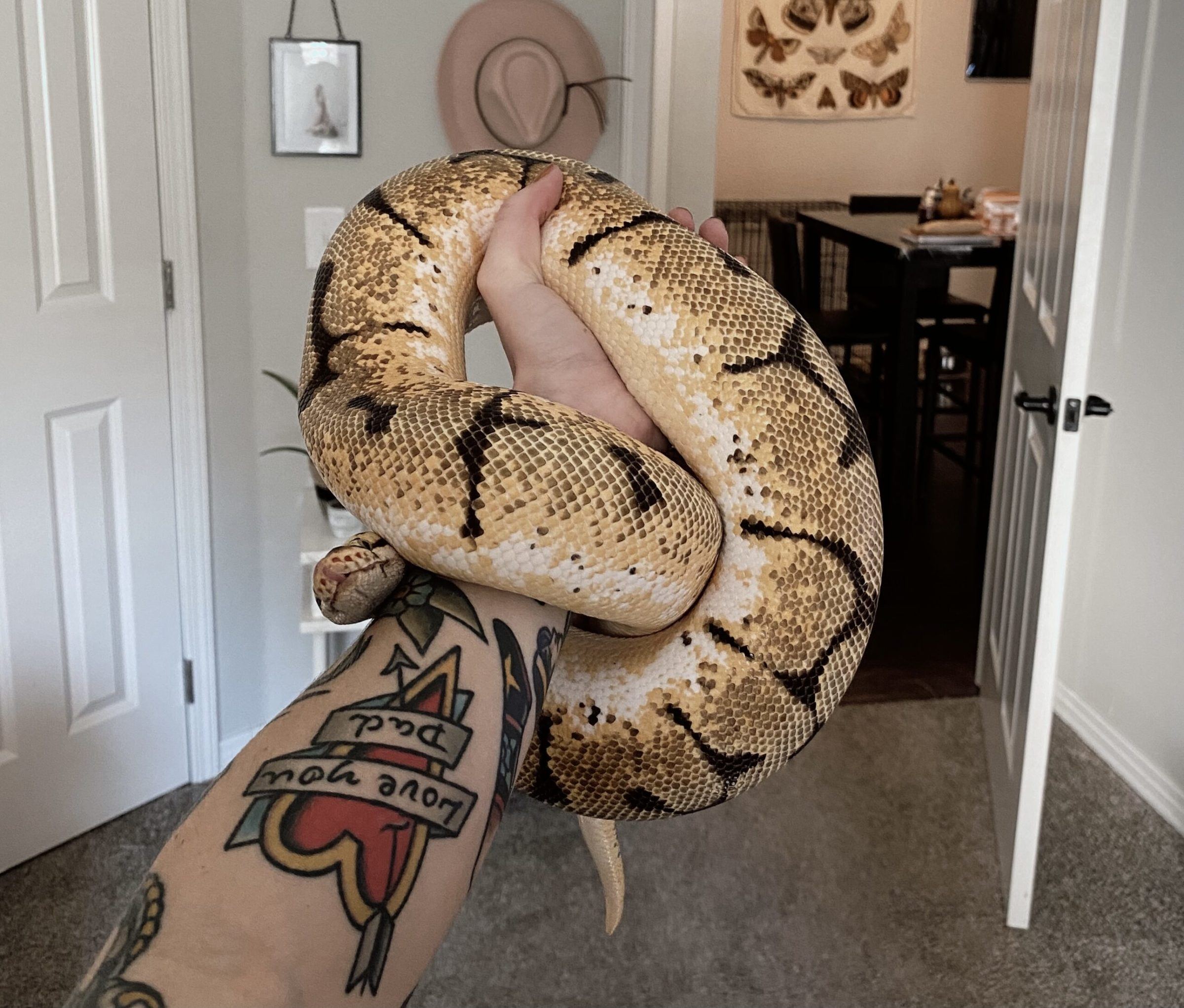Meet Jango and Samson