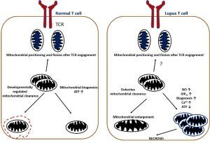 LUPUS NEPHRITIS, SLE, SYSTEMIC LUPUS ERYTHEMATOSUS