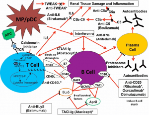 LUPUS NEPHRITIS, SLE, SYSTEMIC LUPUS ERYTHEMATOSUS