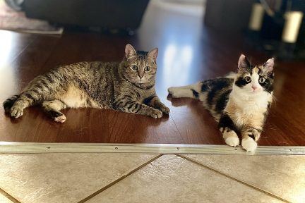 Meet Kitty Puss, Arya, and Panda!