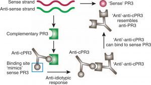 ANCA-associated Vasculitis (AAV), Disease week, arkana laboratories