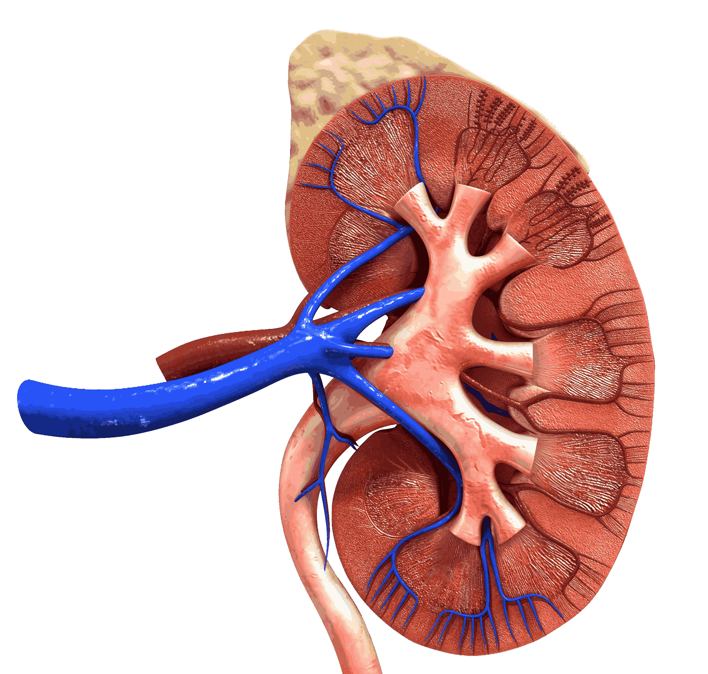 animated illustration of a kidney