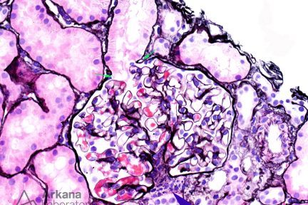 Normal Histology