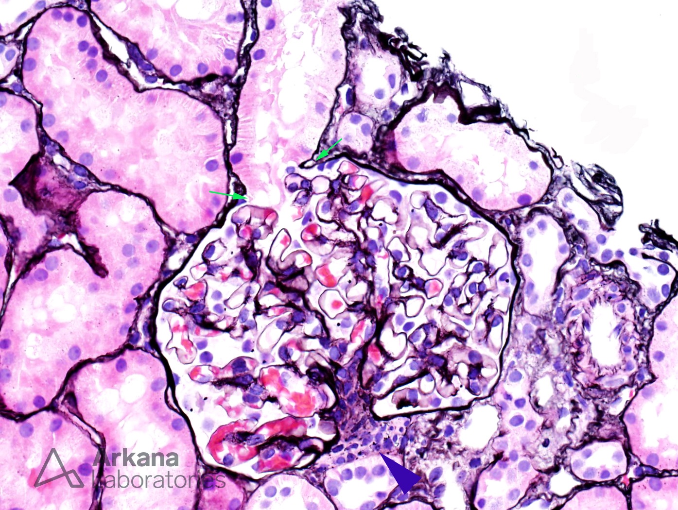 Normal Histology