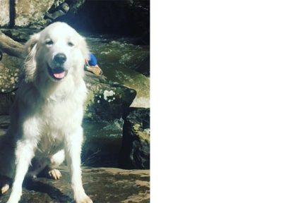 pet of arkana laboratories